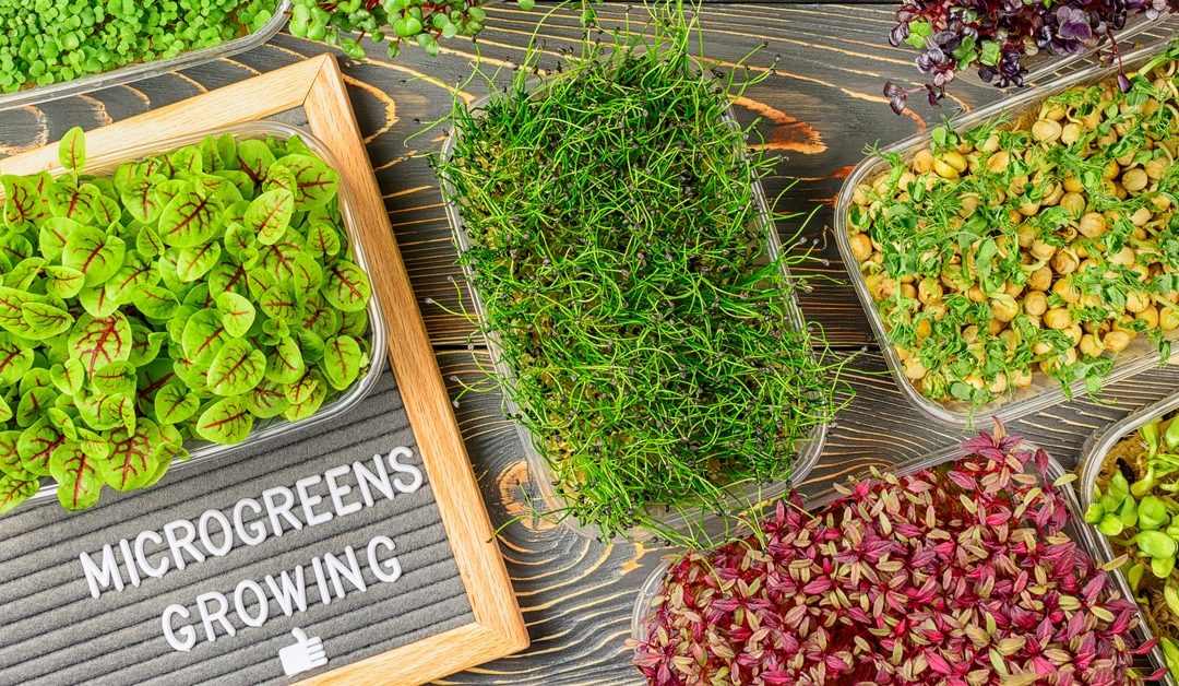 Food for Thought: Microgreens: The easiest way to eat your veggies